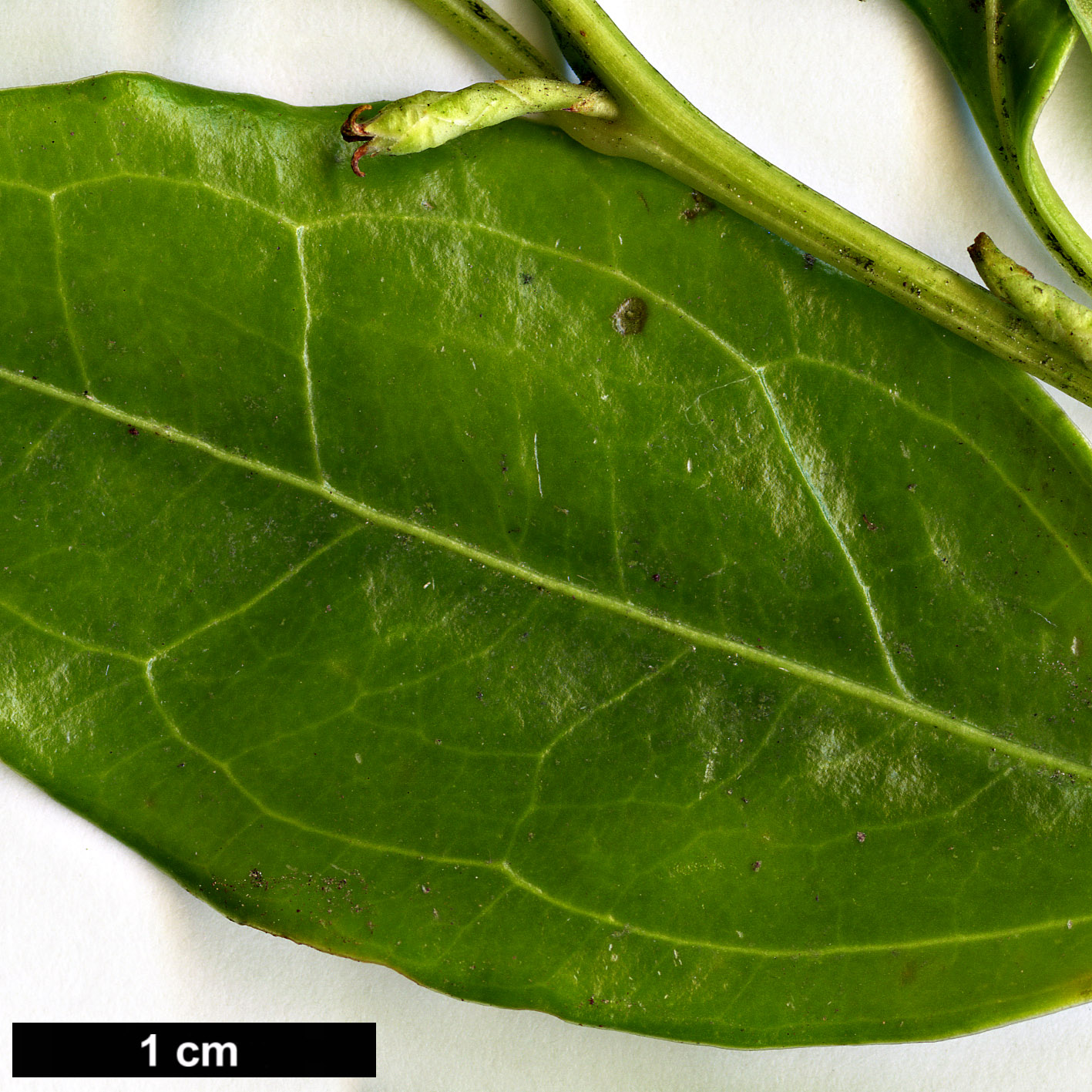 High resolution image: Family: Buxaceae - Genus: Sarcococca - Taxon: wallichii 